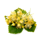 Lipa Drobnolistna ( Kwiat )
