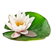Lotos biały, orzechodajny (kwiat)